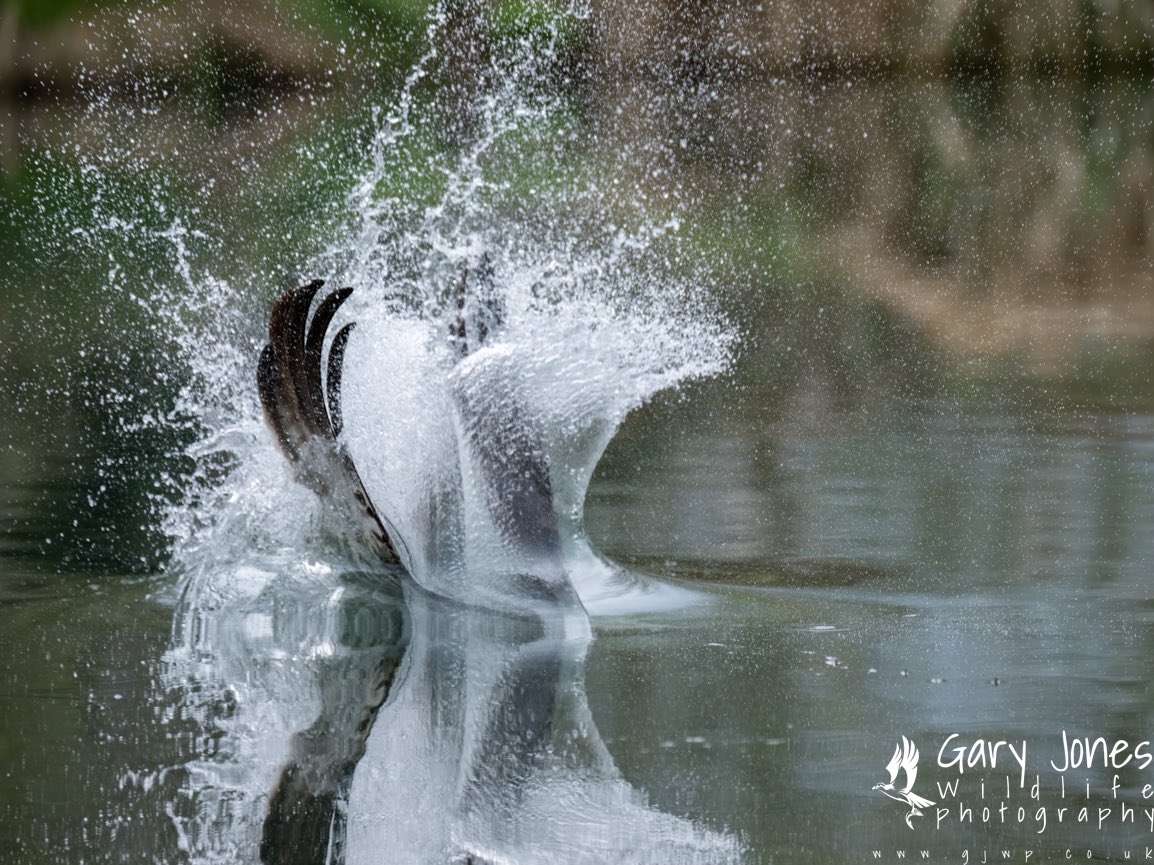 GJWildlifePhoto's tweet photo. Male Osprey T7 fishing at Horn Mill Trout farm this morning 
@GwashOspreys 
@UKNikon 
#benro #paramo #shimoda https://t.co/cEIiPjJMz8