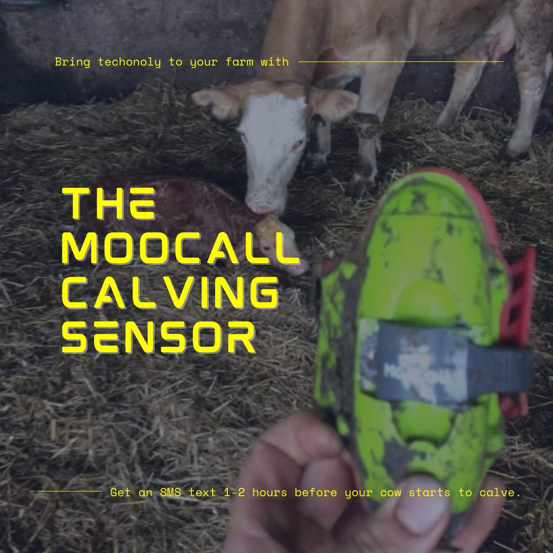 moocallofficial's tweet photo. Be there when your cow needs you.
๐ฎ๐ฑ Get the Moocall Calving Sensor now for only โฌ329.
Go to https://t.co/QvJvBKs5Fj or call us on:
ROI: 01 969 6038
UK: 0203627 1126
#Moocall #WeAreMoocall #MoocallAroundTheWorld #moocallheat #moocallcalvingsensor #moocallsensor #calving #cow https://t.co/vdUGcc8Ul9