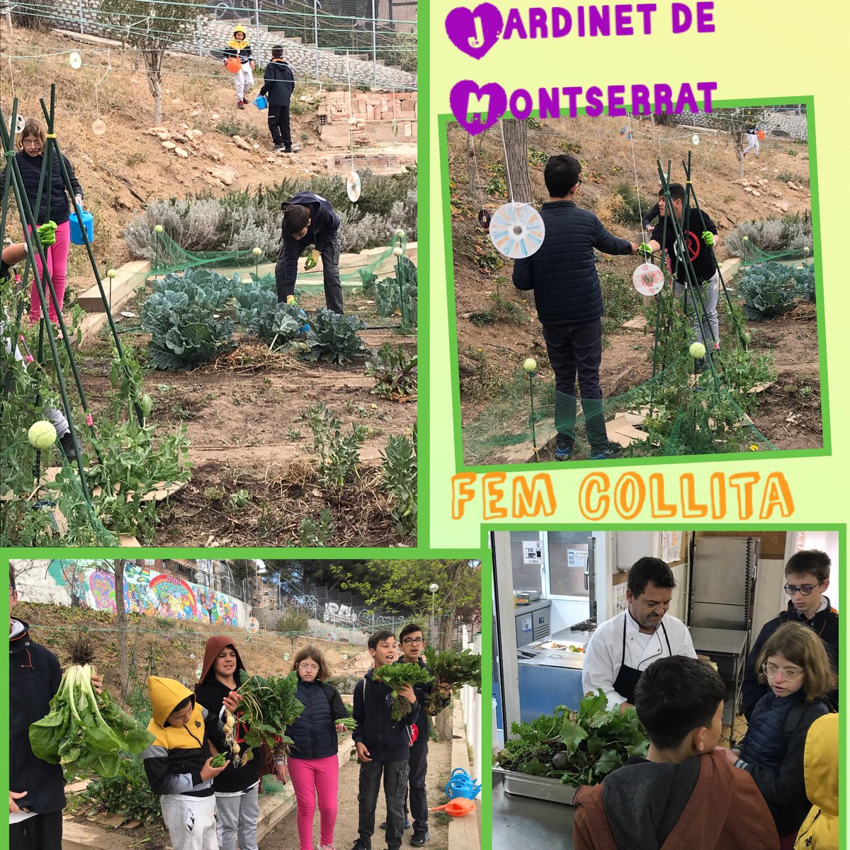 fepmontserratee's tweet photo. Els nois i noies de primer A seguim treballant al Jardinet! 🧑🏾🌾🌱Per la sequera, hem començat a protegir la terra amb cartrons per a evitar la evaporació de l’aigua.Hem fet una collita de diferents hortalisses que hem dut al nostre cuiner, el Toni👨🏻🍳 🥬#ecoFEP #escolessostenibles https://t.co/bADqJcGN0W