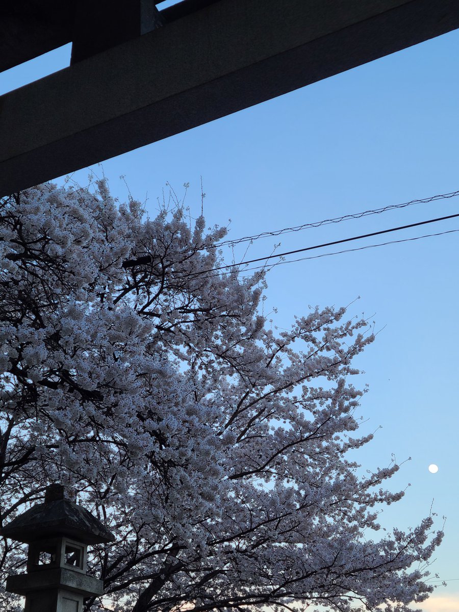 夕暮れの中の桜🌸