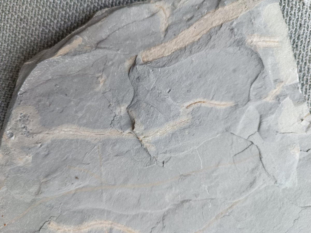 Hoi <a href="/museumnaturalis/">Naturalis Biodiversity Center</a>, ik heb uit een steengroeve in Utah, een stuk leisteen meegenomen met daarin de fossiele resten van de Margaretia Dorus. Hebben jullie deze al? Zo niet DM mij even.