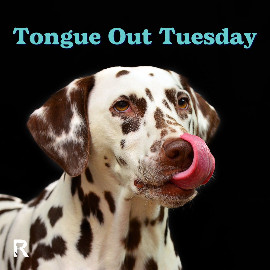 HelloRalphie's tweet photo. Happy #TongueOutTuesday Fur-riends! 👅 https://t.co/bC0nC2nXmx