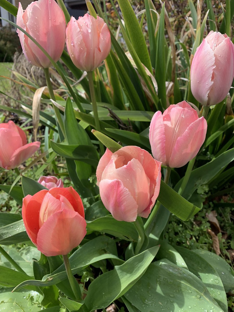 Neeeerly missed da epic rain on today’s walk. It cort us 5 mins frum home. Happy Friday pals and ere’s sum floofs to cheer up your day
❤️😘🤗❤️