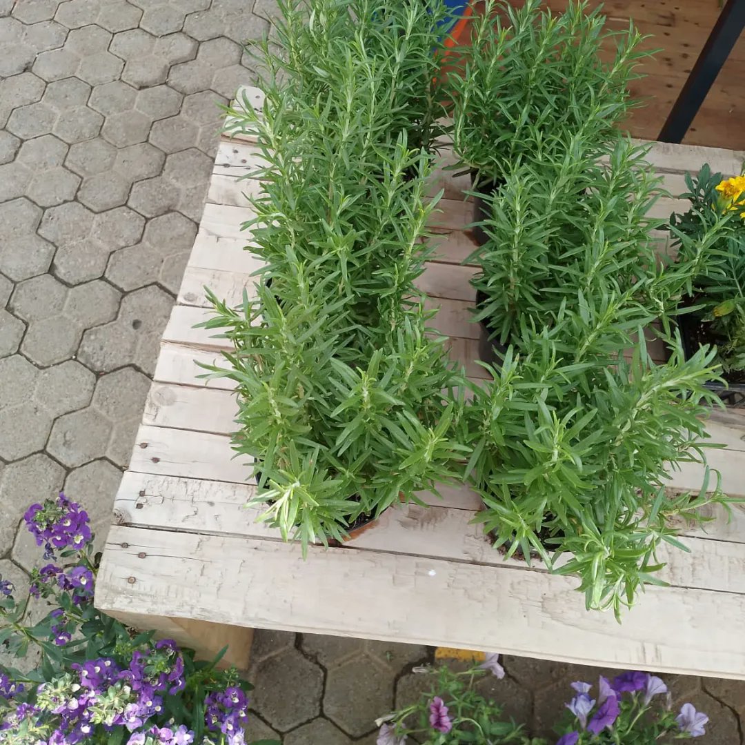 BflowersKE's tweet photo. Hello everyone! New arrivals 🎊🥳make your orders now and get this beautiful rose plants at KSH 750🎊 Hurry up before they end with just KSH 750

Make your orders:
☎️0113669203
☎️0787991550
Visit our website:
https://t.co/t1UFOFVVIc https://t.co/PCn3ns4qa8
