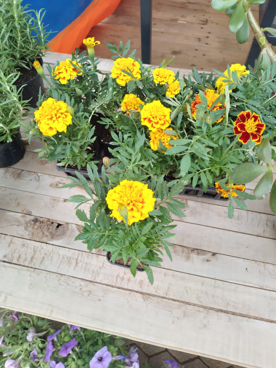 BflowersKE's tweet photo. Hello everyone! New arrivals 🎊🥳make your orders now and get this beautiful rose plants at KSH 750🎊 Hurry up before they end with just KSH 750

Make your orders:
☎️0113669203
☎️0787991550
Visit our website:
https://t.co/t1UFOFVVIc https://t.co/PCn3ns4qa8