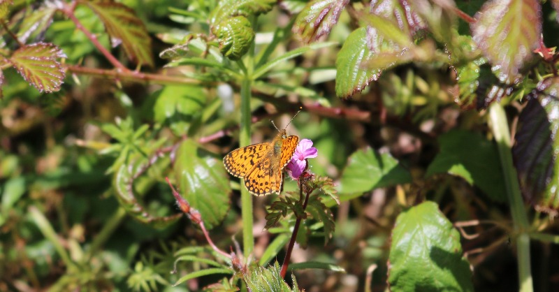 By creating new habitats for vulnerable species we’ve boosted wildflower populations and protected the Small Pearl Bordered Fritillary Butterfly for the future. #LovePenwith #butterflies #Cornwall #Penwith #wildlife #conservation #NationalLotteryHeritageFund