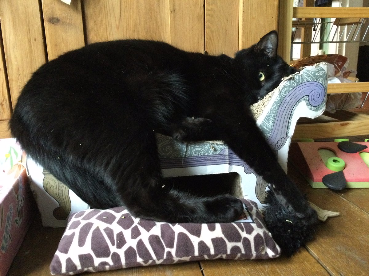 Susan's #CatOfTheDay is Philip.

Thank you @LeanderReeves for sharing this pic!