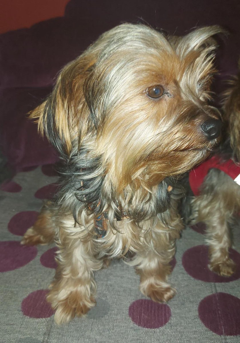Paquita y Manolita. Hembras, 4 y 7 años, raza yorkshire, tamaño pequeño. Estas perritas son madre e hija y fueron encontradas abandonadas en un campo, llenas de bichos y sucias… Buscan adopción conjunta. Escribe a acogidas@protectoramalaga.com y pregunta por PAQUITA Y MANOLITA.