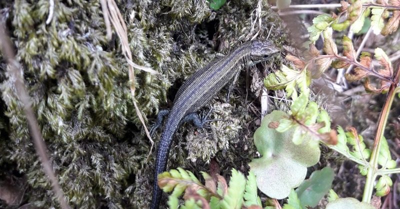 We’ve been proud to encourage the community to record local wild species to support conservation strategies in Penwith. To everyone who has been a part of our Penwith Wildlife Recording Group, or taken part in a BioBlitz, thank you! #LovePenwith #NationalLotteryHeritageFund