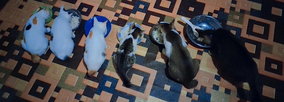 Haisesasaki_HS's tweet photo. Time to Break bread😸#cat https://t.co/XFg64sE0Wn