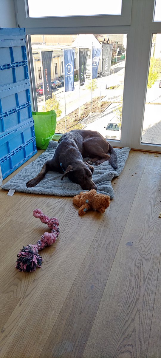 InspektorLuke's tweet image. Frauchen sagt, ich entwickle mich langsam zu einem annehmbaren Bürohund. Ich hab heute jeden Mann auch nur einmal verbellt. Die kommen aber auch immer einfach so rein und einer ist sogar dageblieben und hat auch rumgeklimpert, wie es Frauchen immer macht, wenn sie mich ignoriert.