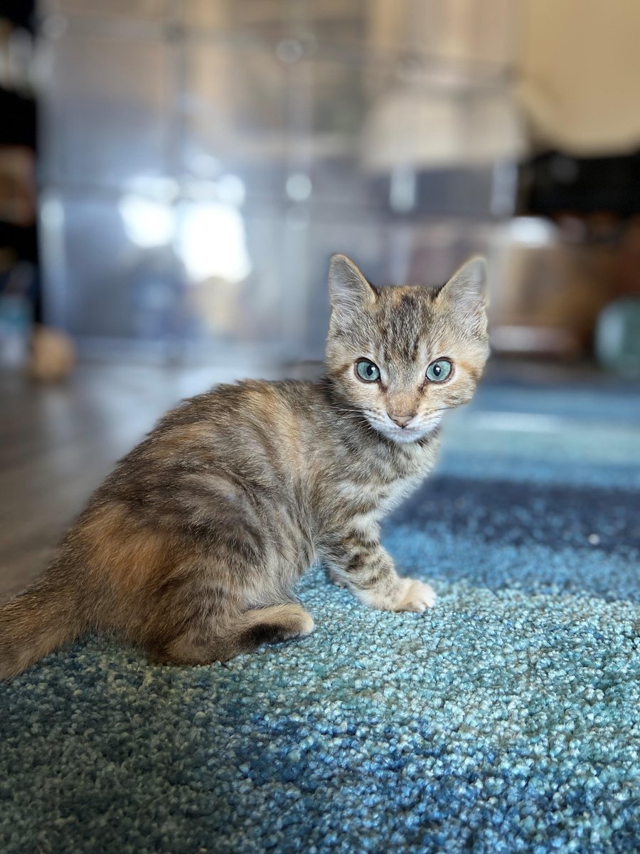 MeowAsFluff's tweet photo. Adorable  Special Needs Cat With Mucolipidoses, An Extremely Rare Disease, Finds  Forever Home With The Vet Student Who Helped Save Her Life! https://t.co/E1fA1033Dw ❤️ @HopalongRescue  @cornellvet #specialneedscat #specialneedscats #fosteringsaveslives https://t.co/1eDClHSCKf