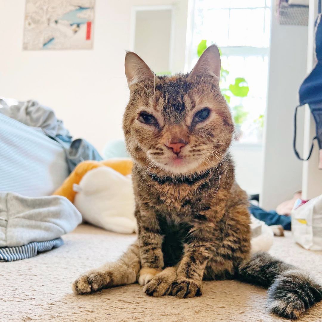 ❤️🐱MeowAsFluff🐱❤️ (@meowasfluff) on Twitter photo Adorable Special Needs Cat With Mucolipidoses, An Extremely Rare Disease, Finds Forever Home With The Vet Student Who Helped Save Her Life! meow.af/mightymouse ❤️ <a href="/HopalongRescue/">Hopalong Rescue</a> <a href="/cornellvet/">Cornell University College of Veterinary Medicine</a> #specialneedscat #specialneedscats #fosteringsaveslives Adorable Special Needs Cat With Mucolipidoses, An Extremely Rare Disease, Finds Forever Home With The Vet Student Who Helped Save Her Life! meow.af/mightymouse ❤️ <a href="/HopalongRescue/">Hopalong Rescue</a> <a href="/cornellvet/">Cornell University College of Veterinary Medicine</a> #specialneedscat #specialneedscats #fosteringsaveslives
