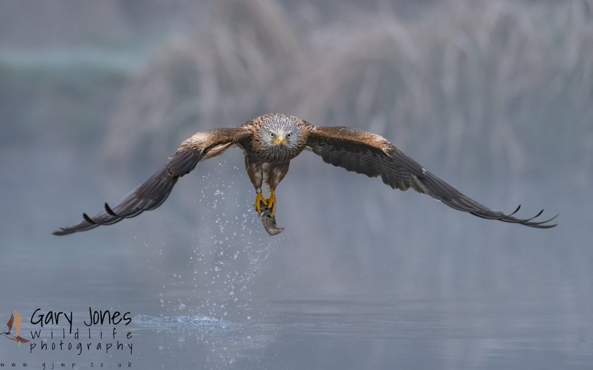 GJWildlifePhoto's tweet photo. Cold and Misty this morning, but still fantastic Red Kite action 
@GwashOspreys 
@UKNikon 
#paramo #benro #shimoda https://t.co/St8m3i4eA9