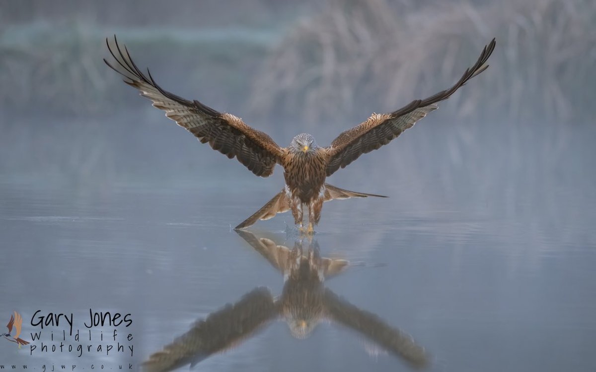 GJWildlifePhoto's tweet photo. Cold and Misty this morning, but still fantastic Red Kite action 
@GwashOspreys 
@UKNikon 
#paramo #benro #shimoda https://t.co/St8m3i4eA9