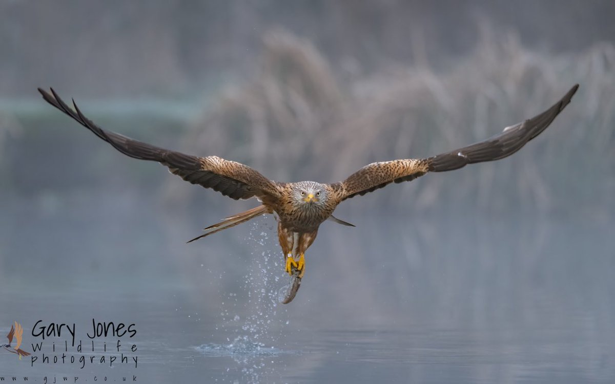 GJWildlifePhoto's tweet photo. Cold and Misty this morning, but still fantastic Red Kite action 
@GwashOspreys 
@UKNikon 
#paramo #benro #shimoda https://t.co/St8m3i4eA9