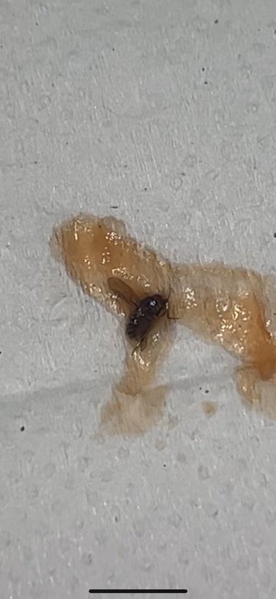 burgerlabsuk's tweet photo. @McDonaldsUK 
FOUND A BUG in my food and customer services say there’s no way it could’ve got in there and basically calling me a liar. Disgusting. https://t.co/vUJV0YpCce