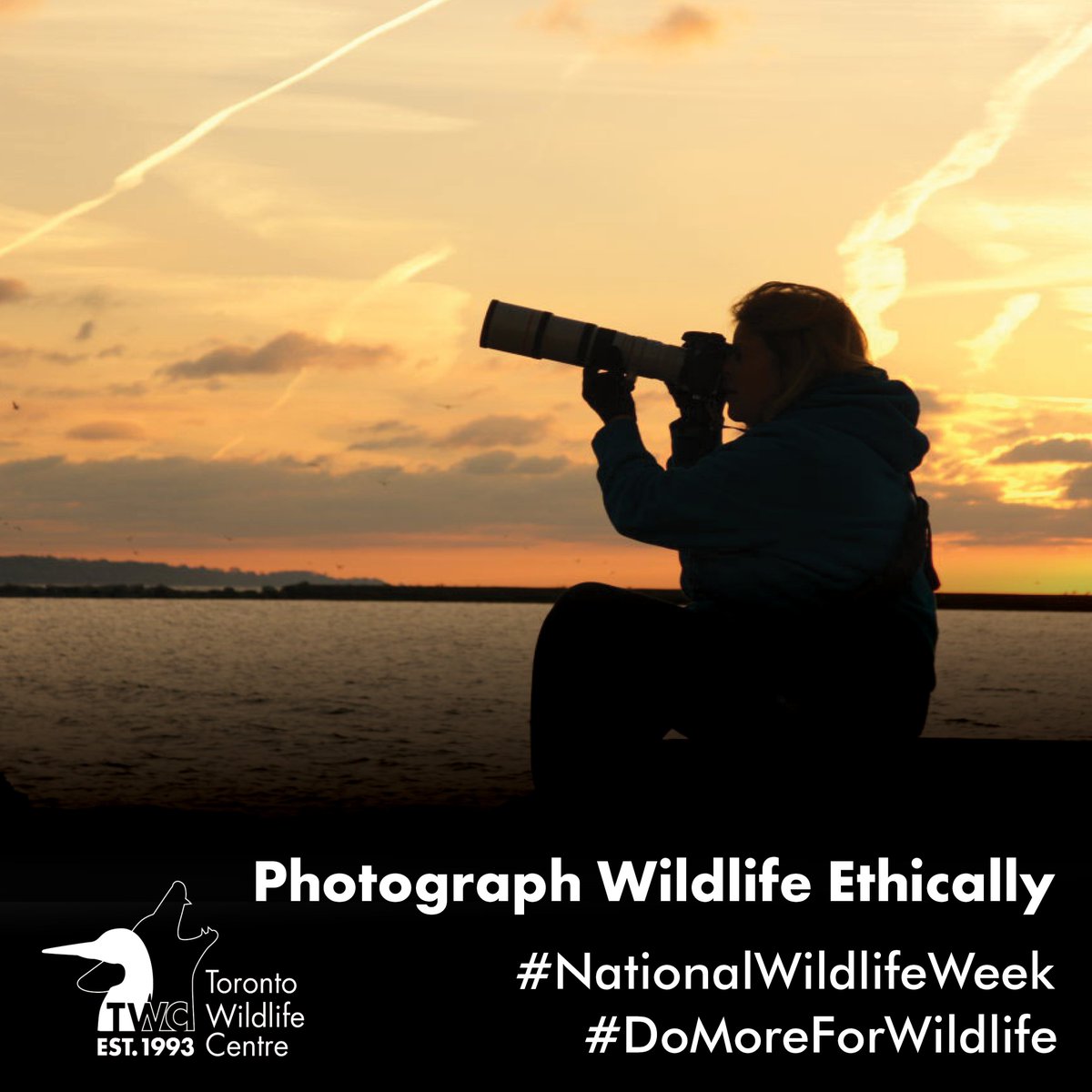 #NationalWildlifeWeek is a perfect time for a refresher on wildlife photography ethics! Baiting, flash photography and other negative actions is stressful and could cost an animal its life. You can #DoMoreForWildlife by being safe and respecting animals when photographing them.