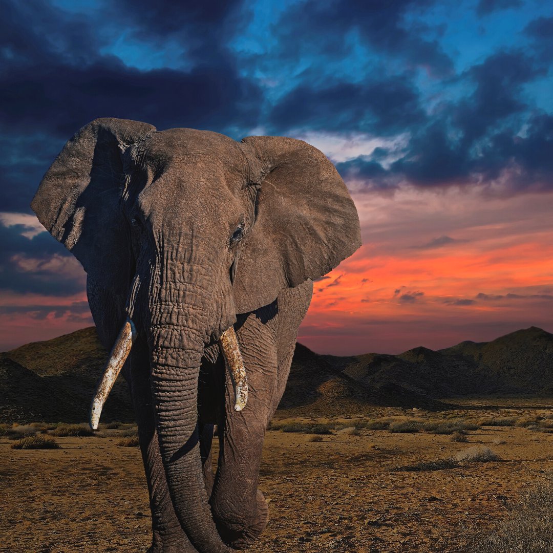 National Geographic is undoubtedly one of these companies, with photographs dating back to 1905. As social media was born and Instagram gained popularity, National Geography had over 100 years of content ready to share online.

#creativeagency #branding