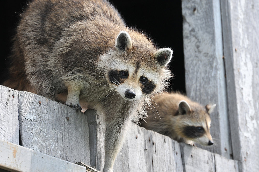 Why do we release Raccoons and wild animals after catching them ?  Check out this blog post for some answers .... buff.ly/3KKEdK8