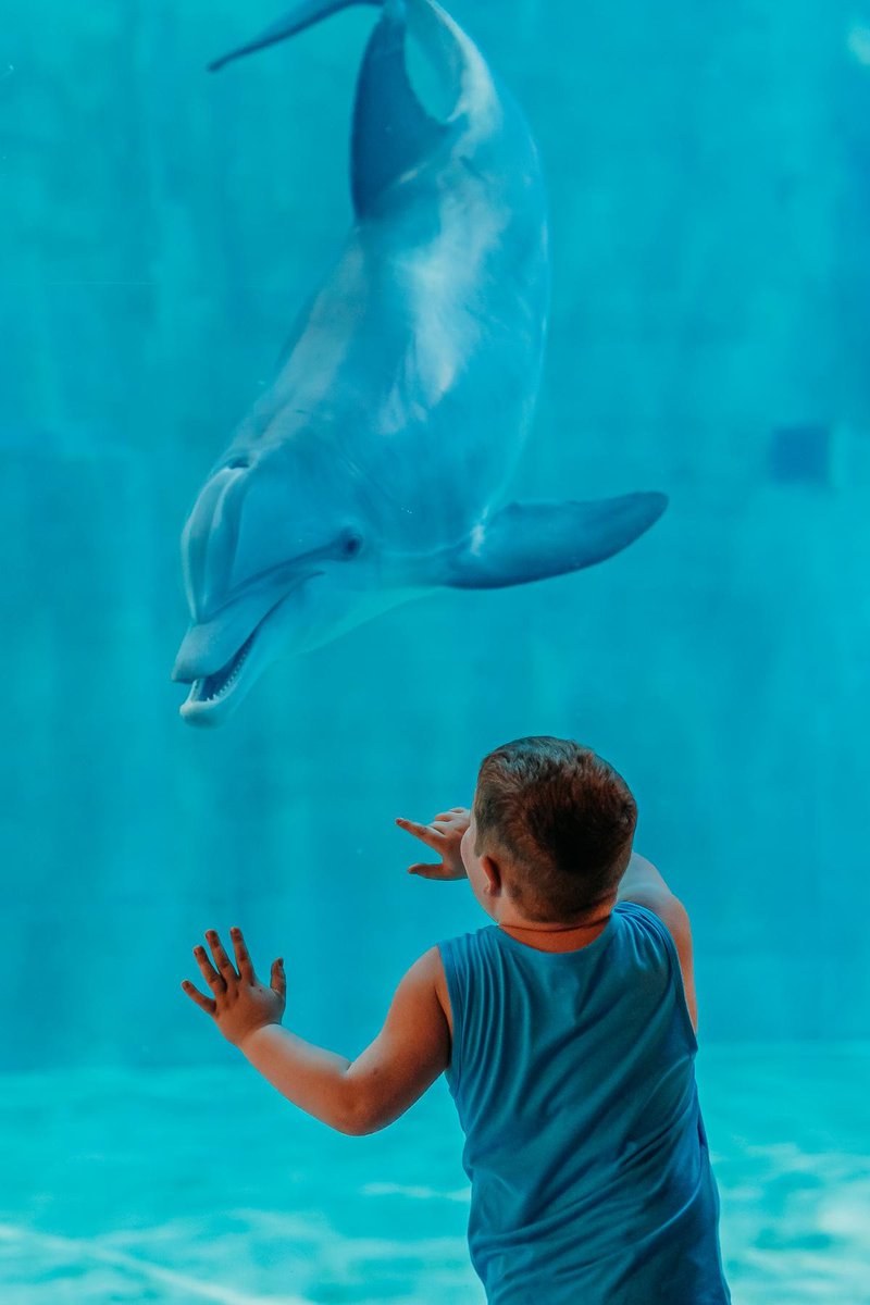 CMAquarium's tweet photo. Sending all the love to our resident rescues on this #NationalDolphinDay! 🐬 https://t.co/dbuG7GwZ4p