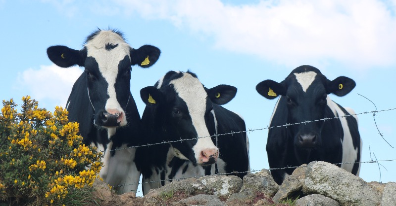 Think you need a fence to manage cattle? Think again! By introducing Nofence invisible fencing for #cattle, we’ve protected moorland so that native species can thrive. Learn more: penwithlandscape.com/farming-blog/p… #LovePenwith #farming #Cornwall #Penwith #NationalLotteryHeritageFund