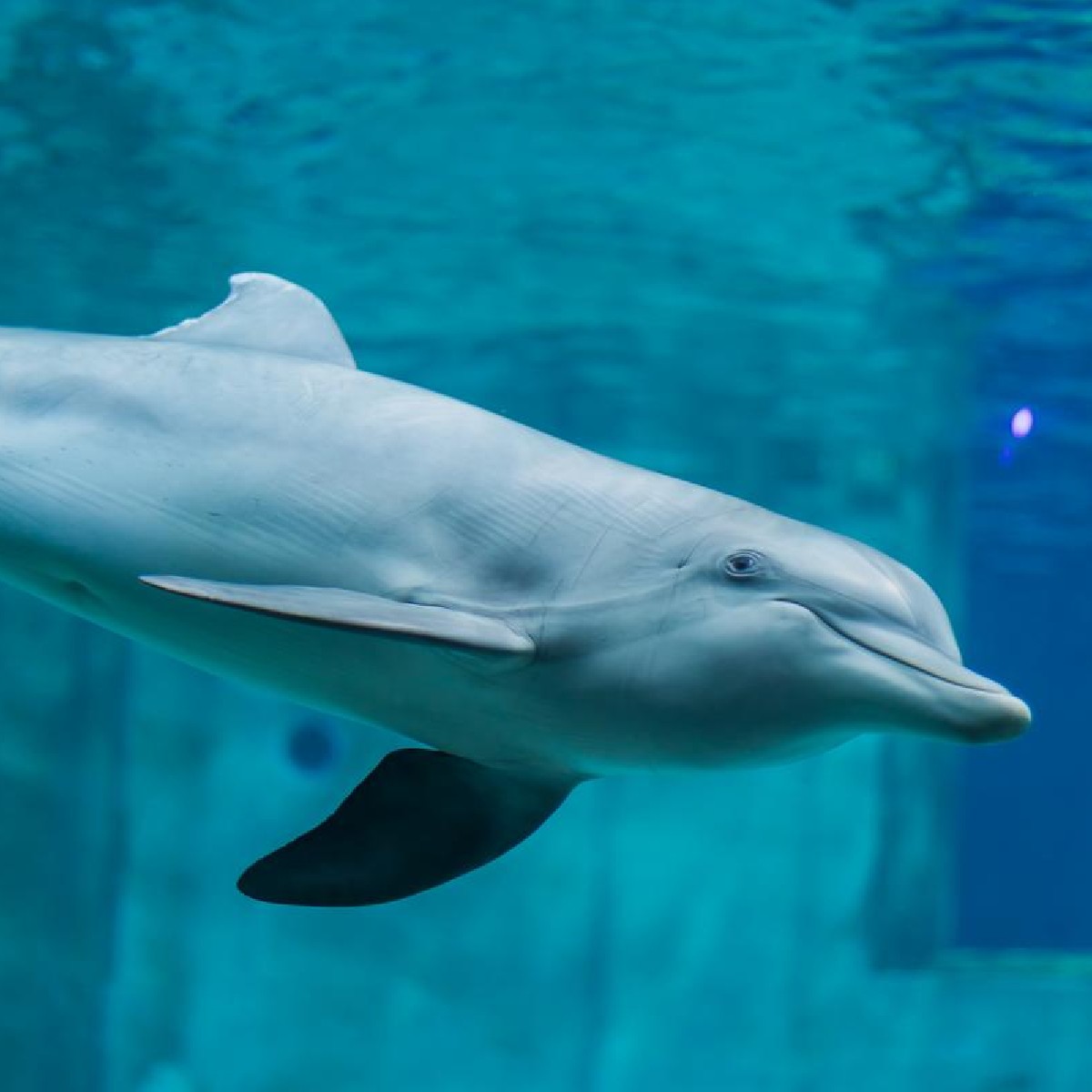 CMAquarium's tweet photo. Sending all the love to our resident rescues on this #NationalDolphinDay! 🐬 https://t.co/dbuG7GwZ4p