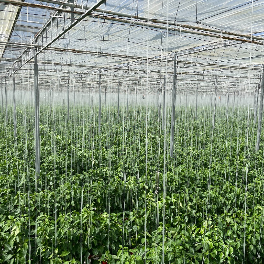 Nature Fresh Farms tweet media