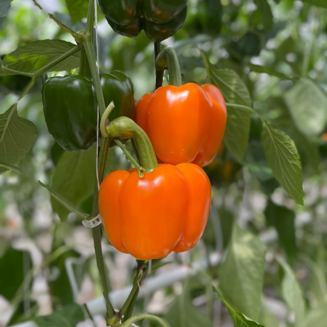 Nature Fresh Farms tweet media