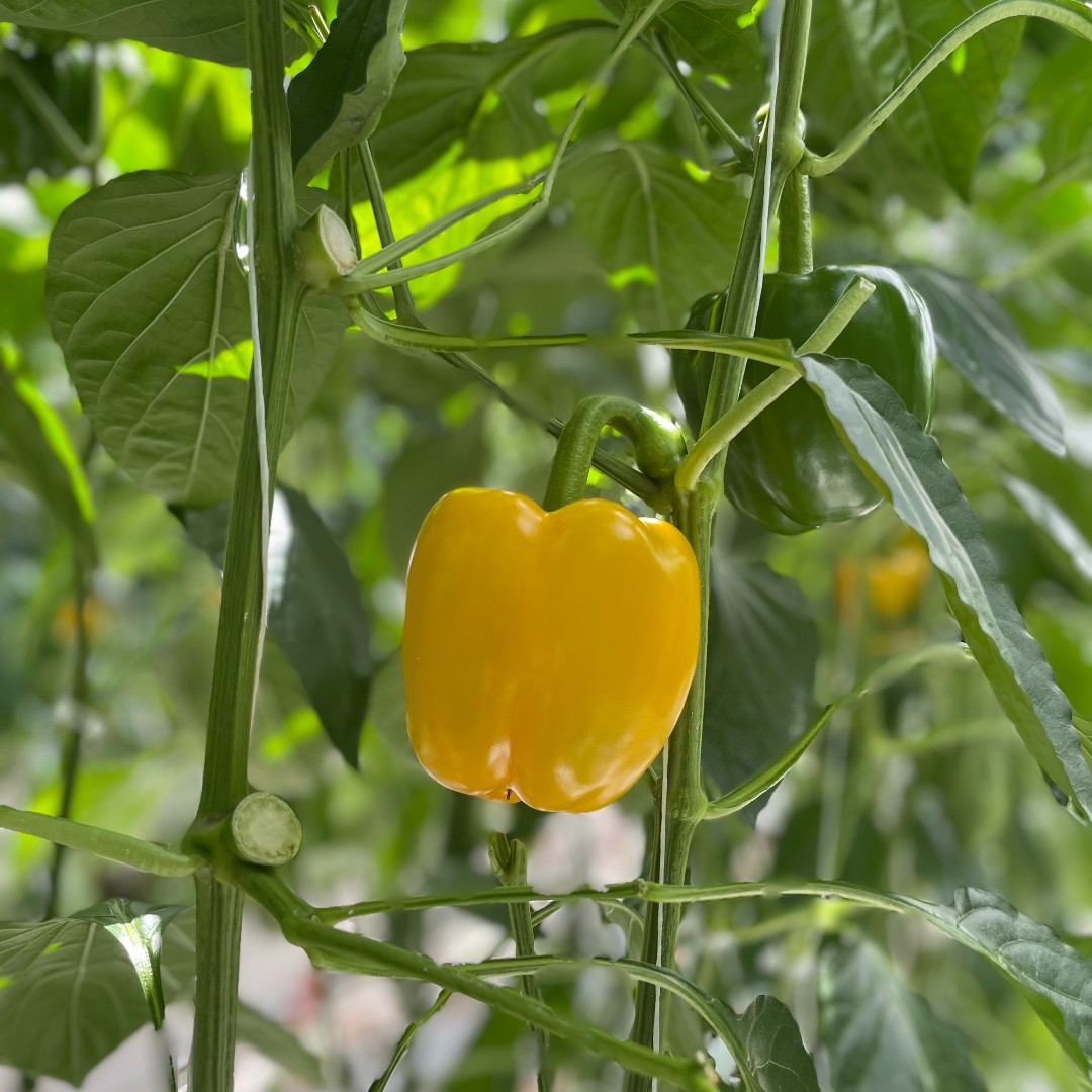 Swipe to get up close and personal with our Organic Peppers 🤩 . . . . . #NatureFrehFarms #NFF #BellPeppers #Greenhouse #GreenhouseGrown #OntarioGrown #LoveONTFood #SourceLocal #LocallyGrown #Growing #HealthyEating #Bounty #Thankful