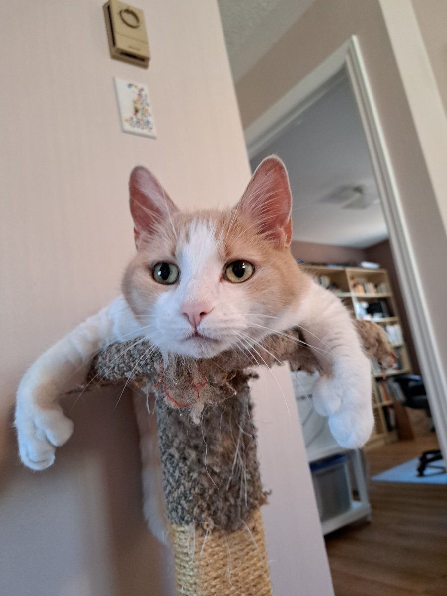 No one can convince me that this isn't the cutest cat alive! 🧡🧡🧡 

#gingercats #CatsOfTwitter #lovemycat