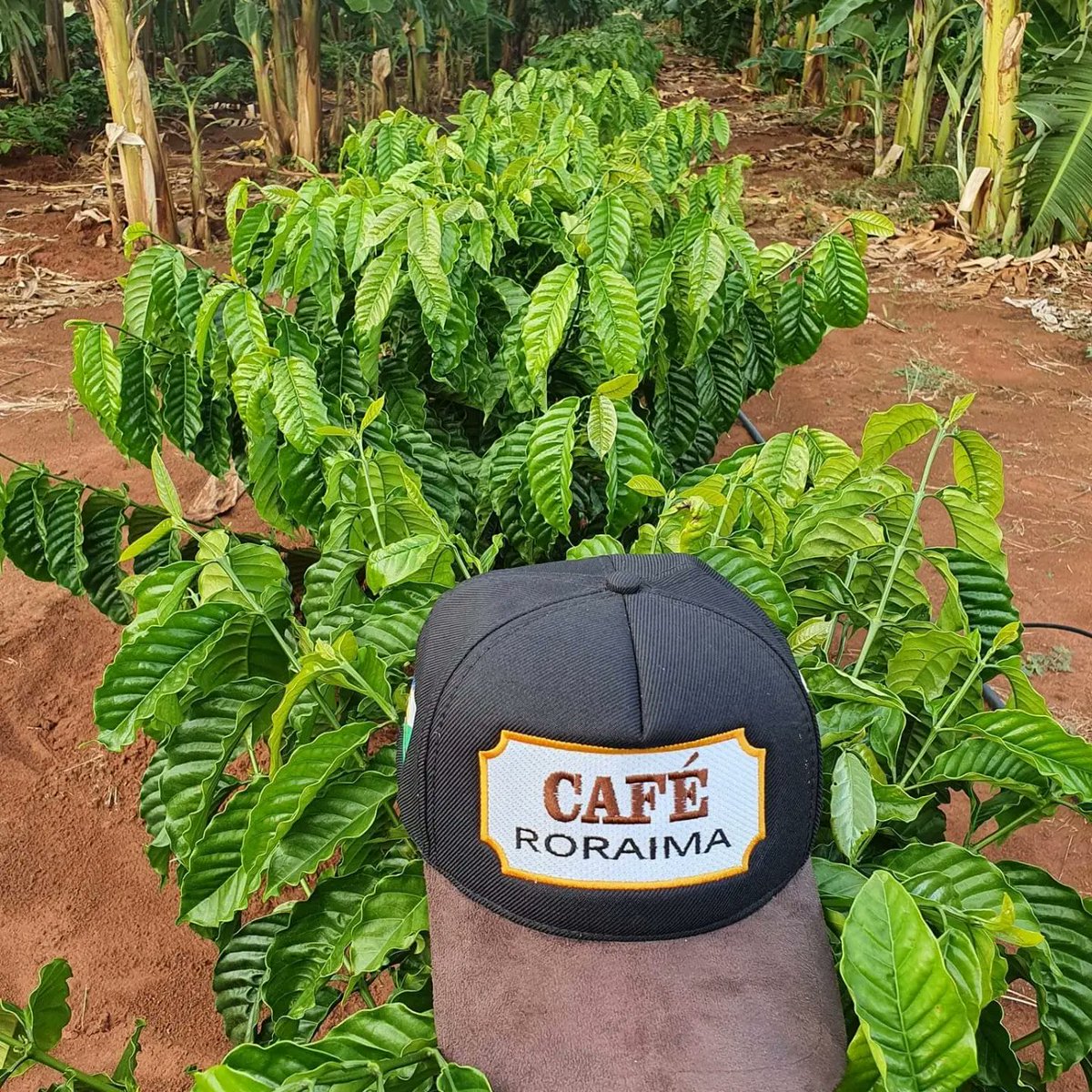 aluizionassi's tweet image. Hoje comemoramos o #DiaMundialdoCafé e o #Café_Roraima vem se destacando com a sua qualidade e como uma promissora cultura.

#AtraçãoDeInvestimentos
#Agro_Roraima 
#Roraima_AMelhorFronteiraAgrícolaDoBRASIL
#Roraima_HemisférioNorte
#GovernodeRoraima