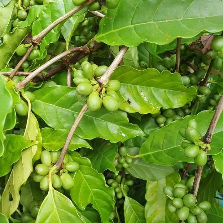 aluizionassi's tweet image. Hoje comemoramos o #DiaMundialdoCafé e o #Café_Roraima vem se destacando com a sua qualidade e como uma promissora cultura.

#AtraçãoDeInvestimentos
#Agro_Roraima 
#Roraima_AMelhorFronteiraAgrícolaDoBRASIL
#Roraima_HemisférioNorte
#GovernodeRoraima