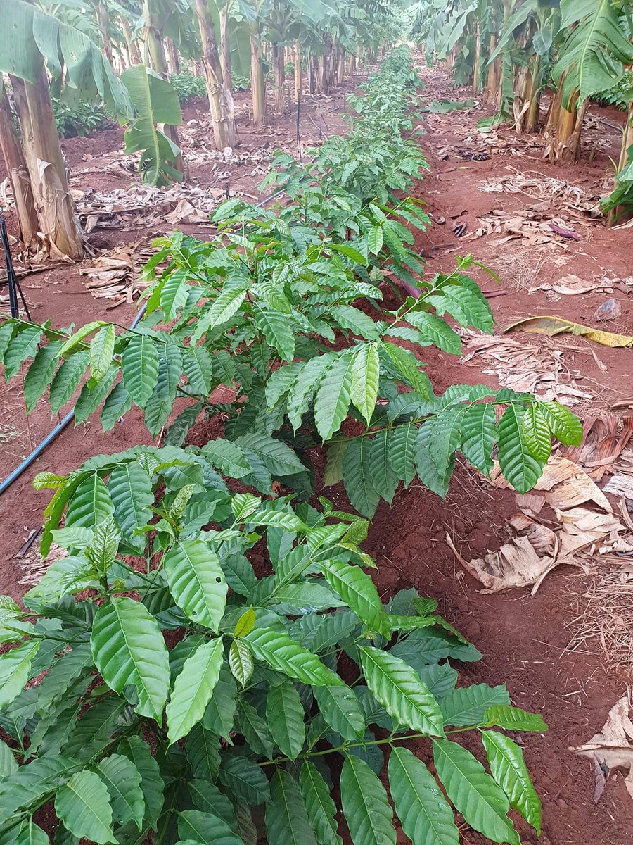 aluizionassi's tweet image. Hoje comemoramos o #DiaMundialdoCafé e o #Café_Roraima vem se destacando com a sua qualidade e como uma promissora cultura.

#AtraçãoDeInvestimentos
#Agro_Roraima 
#Roraima_AMelhorFronteiraAgrícolaDoBRASIL
#Roraima_HemisférioNorte
#GovernodeRoraima