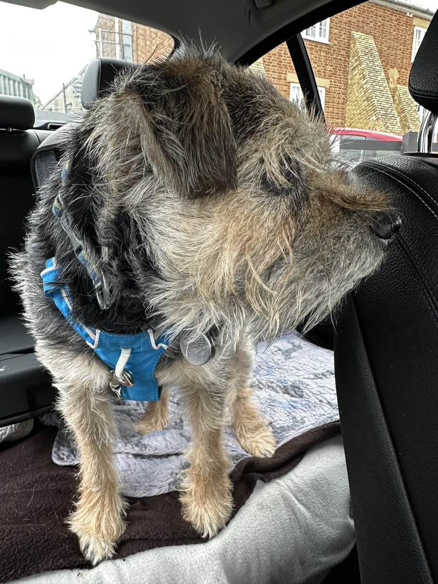 Lord Scrappy Nelson tweet media
