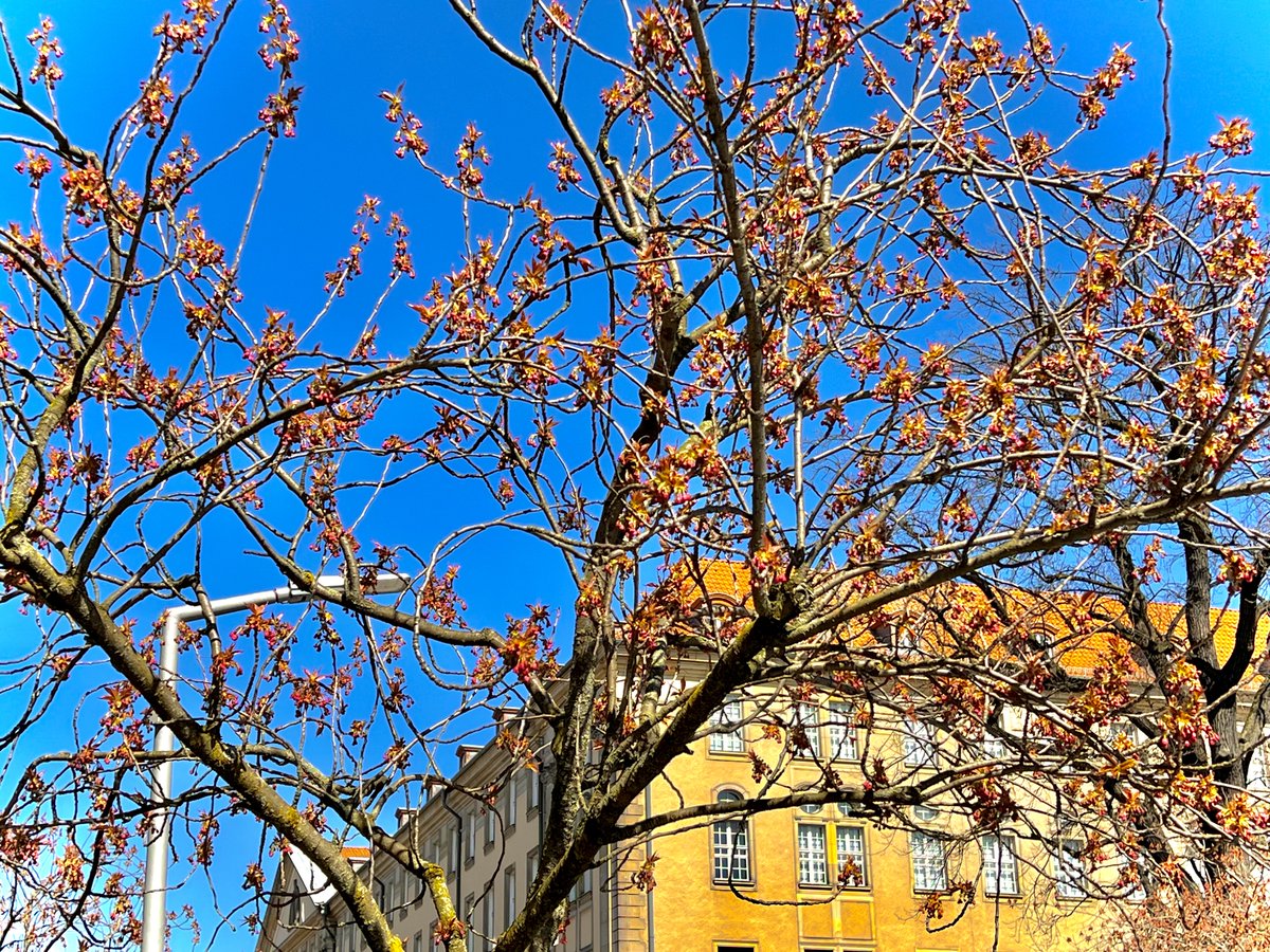 ArcherBerlin's tweet image. At #archerrelocation we are bursting with anticipation for #cherryblossomsinberlin. (They only bloom two weeks a year.) We‘re also bursting with excitement to help you #movetoGermany. To learn how, connect with us now buff.ly/36NYf1m 
#movetoberlin #relocationspecialist