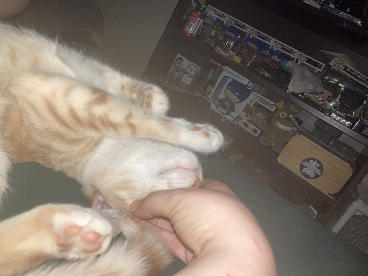 AX3LCHAINZZ's tweet photo. I am convinced this little shit has a walnut for a brain and i love him https://t.co/qgQoXhQ5MI