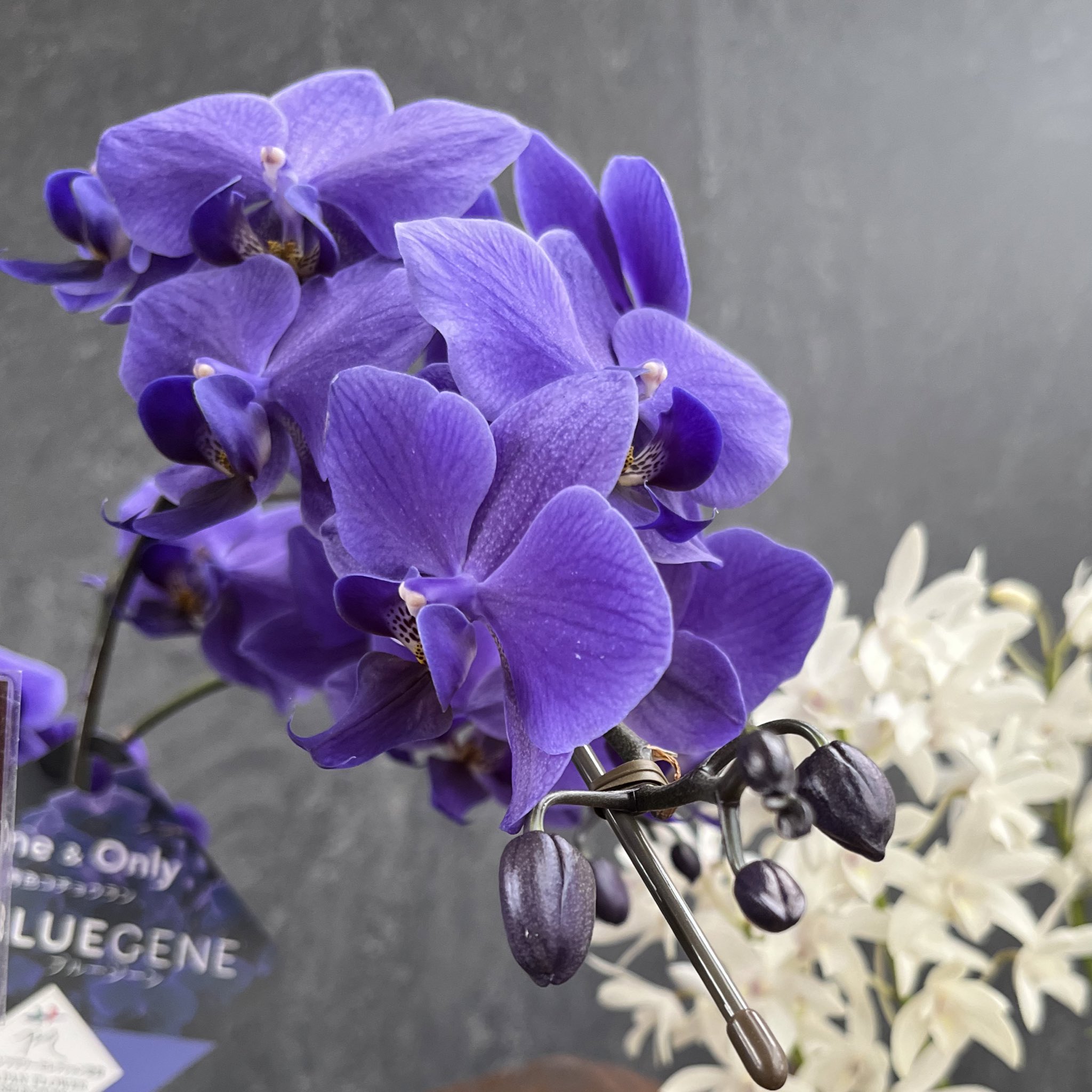 ファレノプシス - Search / X