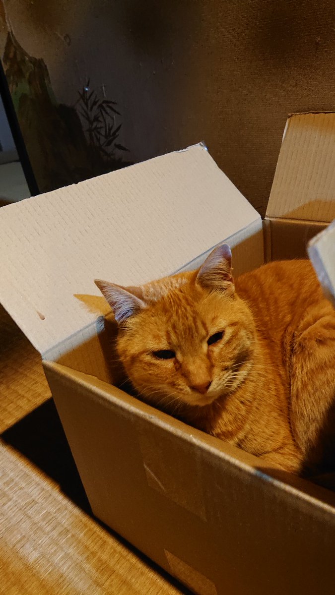 箱入り息子🐱
#猫のいる暮らし #茶トラ猫