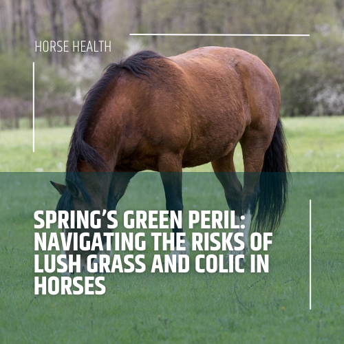 TharosEquine's tweet photo. A panel of experts - equine vet Dr Mark Bowen and equine nutritionists Lorraine Hughes and Briony Witherow - discuss spring grass and its relationship to colic. 

Learn the potential dangers of spring grass and the impacts on your horse's health. 

https://t.co/xfKJMW8iIn https://t.co/RhTZaZ3vi4