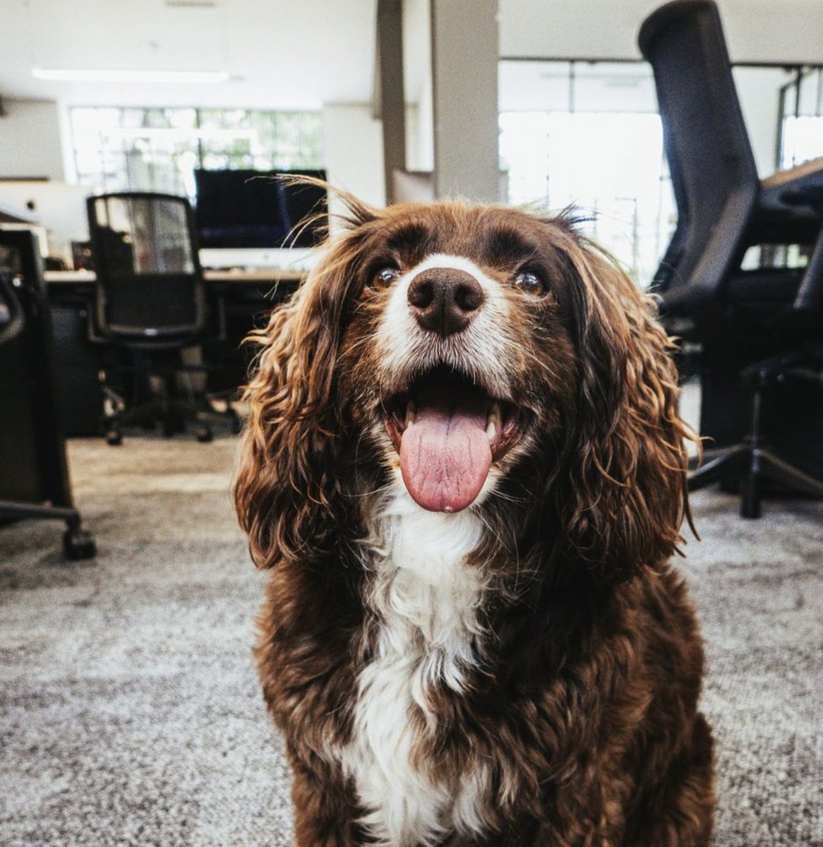 BringDog2WorkUK's tweet photo. "Who said work can't be fun? 🐶💼 Bring Your Dog to Work Day emphasizes that a little bit of puppy love in the office can boost productivity, lower stress, and make the day so much better! Let's wag our tails and get to work! 🐾🐾
#BYOD #PuppyLove #HappyOffice #ProductivityBo https://t.co/GlBnVDF76I