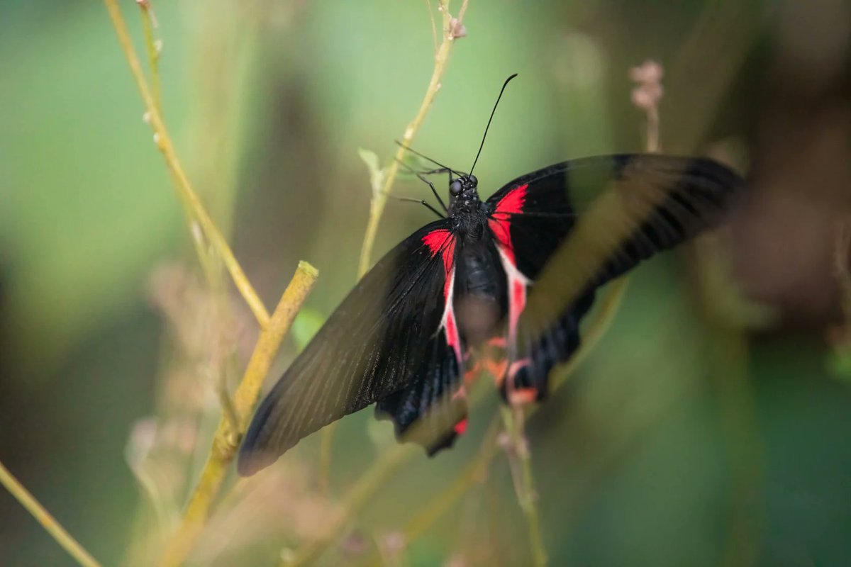 Der Schweiz-Experte tweet media