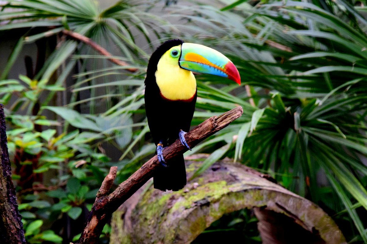 Der Schweiz-Experte (@stmediach) on Twitter photo Schlechtwettertipp für's Weekend: ab in die Tropen! Im 1200 m² grossen Schmetterlings-Dom #Papiliorama in #Kerzers fliegen über 1000 exotische Schmetterlinge & spektakuläre Vogelarten in einem üppigen Tropengarten frei herum! <a href="/fribourgregion/">FRIBOURGREGION</a>
bit.ly/3eS6A9t Schlechtwettertipp für's Weekend: ab in die Tropen! Im 1200 m² grossen Schmetterlings-Dom #Papiliorama in #Kerzers fliegen über 1000 exotische Schmetterlinge & spektakuläre Vogelarten in einem üppigen Tropengarten frei herum! <a href="/fribourgregion/">FRIBOURGREGION</a>
bit.ly/3eS6A9t