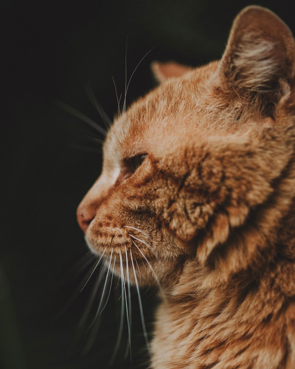 ron_foto's tweet photo. カワヨ

#cat
#gfx50s https://t.co/KoAzhdXXny