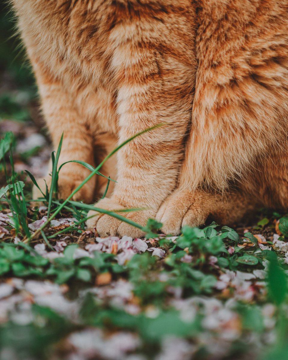 ron_foto's tweet photo. カワヨ

#cat
#gfx50s https://t.co/KoAzhdXXny