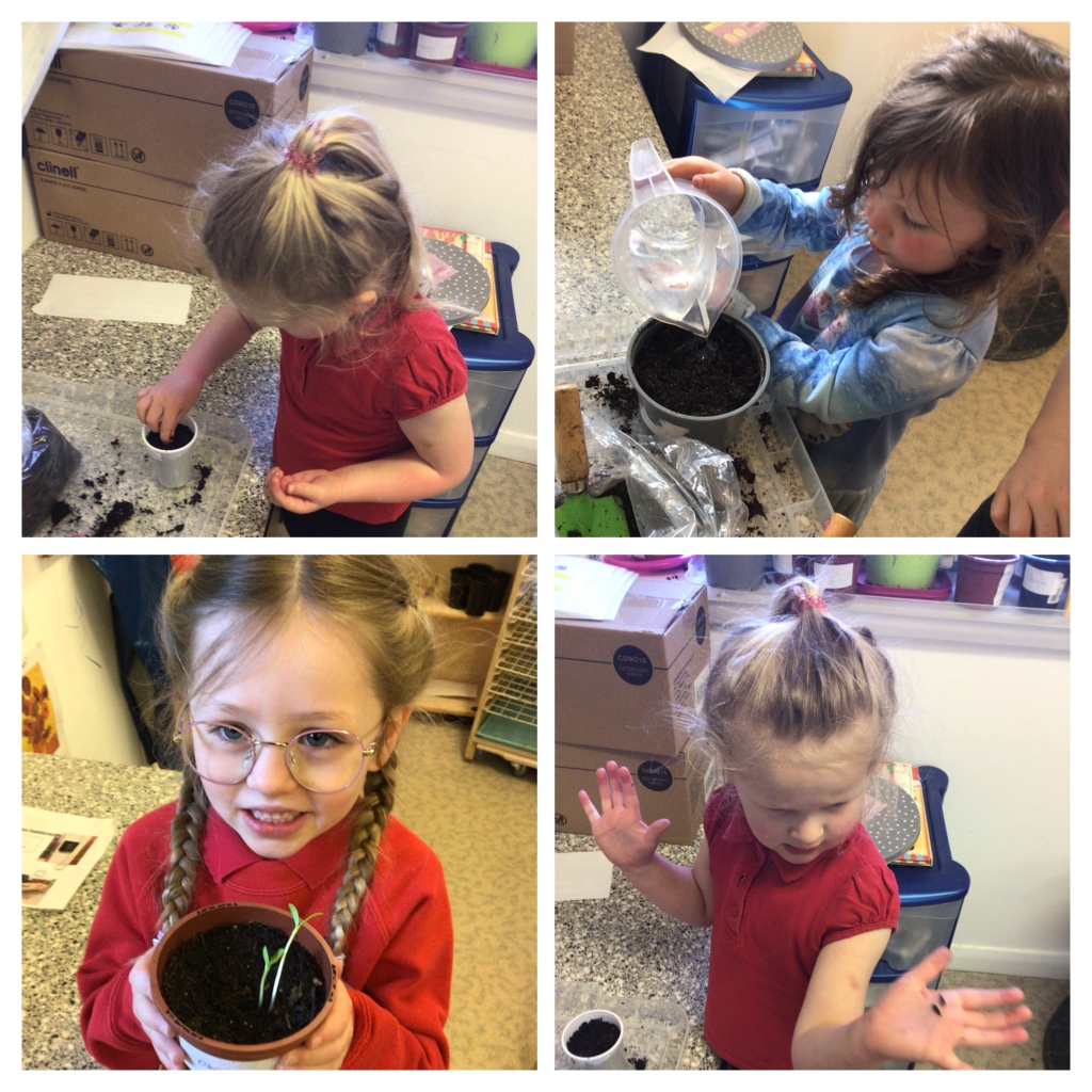 We have been very busy in nursery this week planting seeds and learning what we should do to help them grow. Last week we planted sunflower seeds and can already see shots coming through the soil so it’s beeen very exciting .