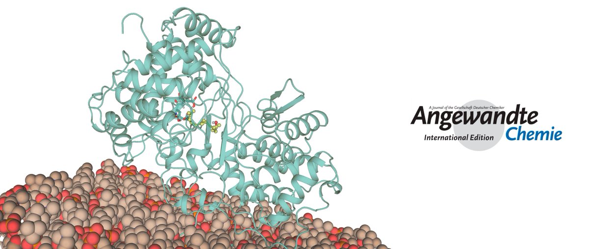 IQCC UdG (@iqccudg) on Twitter photo Check out our latest work about structure and dynamics of the squalene-hopene cyclase for (-)-ambroxide production by <a href="/CuradoChristian/">Christian Curado</a> <a href="/silviaosu/">Silvia Osuna</a> in collaboration with B. Hauer <a href="/Uni_Stuttgart/">Uni Stuttgart</a> in <a href="/angew_chem/">Angewandte Chemie</a>
#newpaper #openaccess
<a href="/UdGRecerca/">UdG Recerca</a> <a href="/TCBioSys/">TCBioSys</a>
iqcc.udg.edu/wordpress/2023… Check out our latest work about structure and dynamics of the squalene-hopene cyclase for (-)-ambroxide production by <a href="/CuradoChristian/">Christian Curado</a> <a href="/silviaosu/">Silvia Osuna</a> in collaboration with B. Hauer <a href="/Uni_Stuttgart/">Uni Stuttgart</a> in <a href="/angew_chem/">Angewandte Chemie</a>
#newpaper #openaccess
<a href="/UdGRecerca/">UdG Recerca</a> <a href="/TCBioSys/">TCBioSys</a>
iqcc.udg.edu/wordpress/2023…