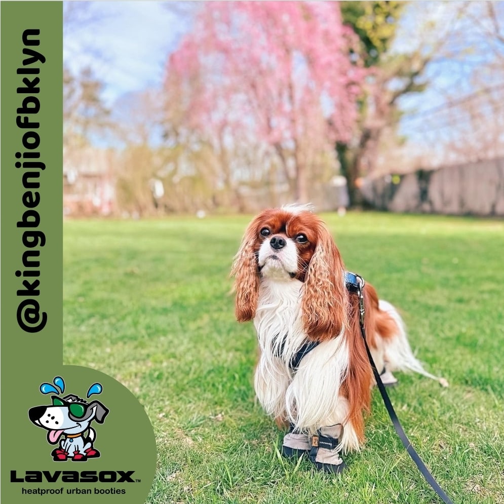 Spring is in the air...and so are Allergies! Keep paws from getting red and irritated with Lavasox paw protection! And they're machine washable! #longisland #longislandny #newyorkdog #newyork #newyorkdogs #cavalierkingcharlesspanielsofinstagram #cavalierking #cavalierkingcharles