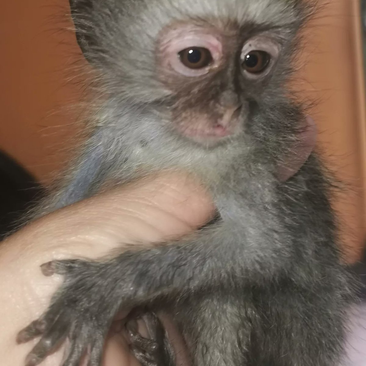 BABY ANU, a special needs baby, safe at Monkey Helpline Rehabilitation Centre  #notapet#monkeyhelpline#volunteer#volunteerabroad#volunteersmakeadifference