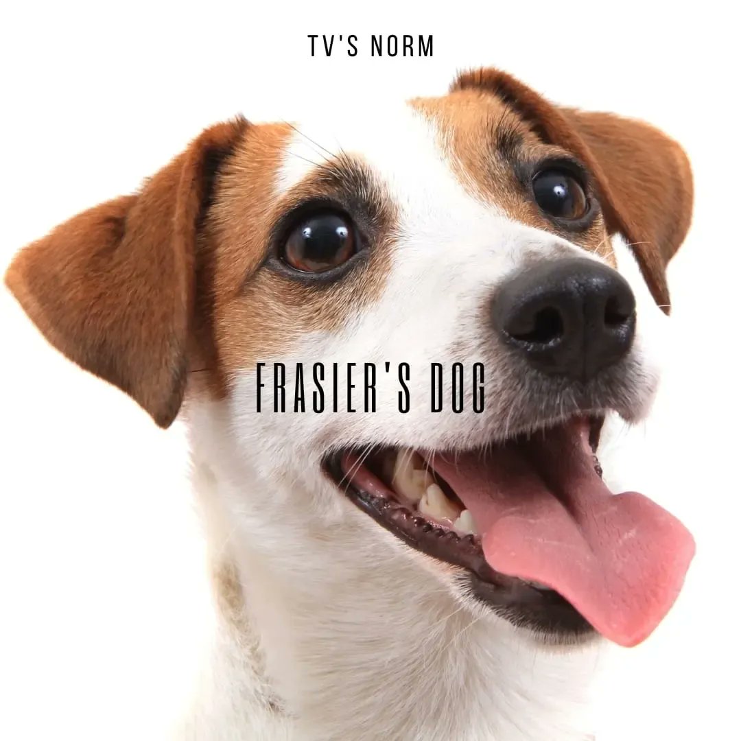 OUT NOW: The new single by <a href="/TVsNORM/">TV's NORM</a> 'Frasier's Dog' is streaming everywhere!